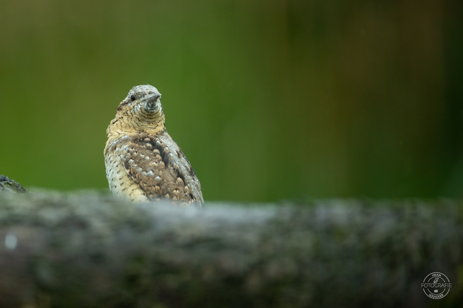 31 maart 2023 134439  R2A6997